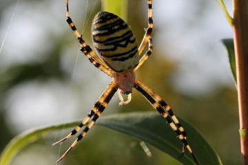 wasp spider