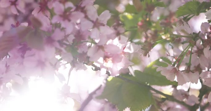Slow motion pan of blossoming sakura flowers in spring