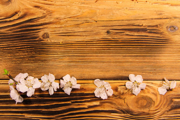 Flowers of apricot tree on wooden background