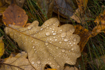 drops of dew on autumn leaf	