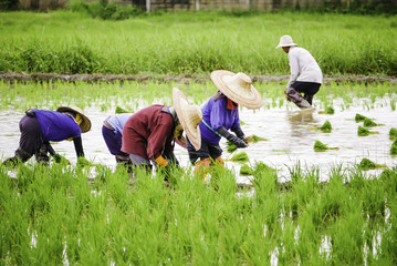 Thai farmers growing rice in the paddy field