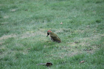 green woodpecker