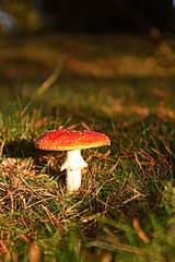 Mushroom in the forest