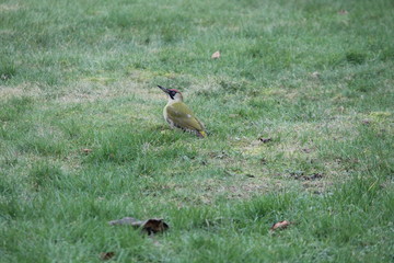 green woodpecker