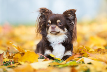 brown chihuahua dog lying down on fallen leaves
