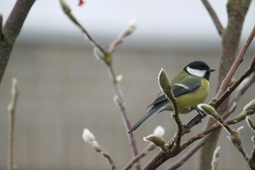 great tit