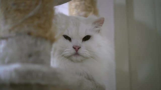 Celebrate Christmas with lovely Persian cat