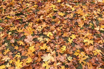 Laubteppich im Herbst