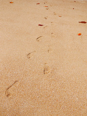 Woman's footsteps on an empty beach with brown sand