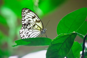 Paper Kite Butterfly detail (Idea leuconoe)