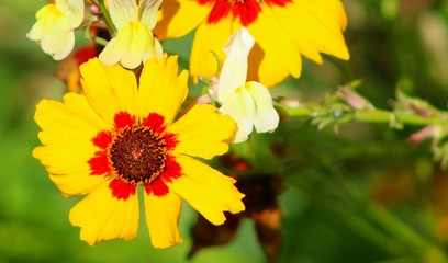 yellow flowers