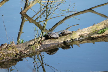 Obraz premium molsbroek