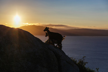 Mountain goat at sunrise