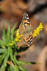 butterfly on flowers