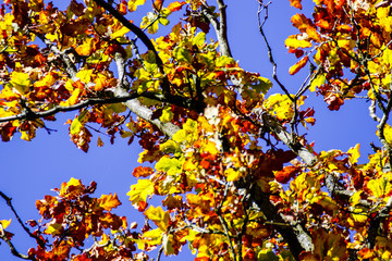 Laub im Herbst - Nahaufnahme