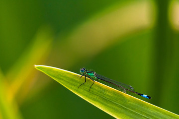 Ischnura elegans