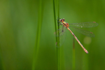 Chalcolestes viridis