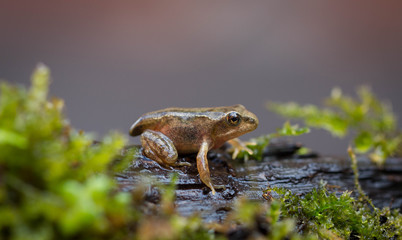 frog