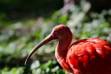 ibis