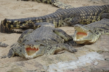Alligator mississippiensis