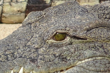Alligator mississippiensis