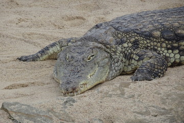 Alligator mississippiensis