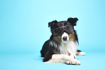 Schwarz weisser Hund mit Brille