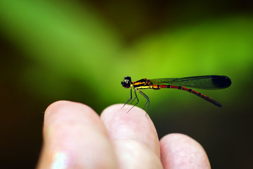 Beautiful Small World