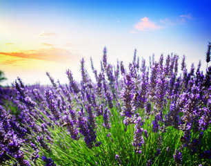 Lavender growing bush with flowers close up in summer field at sunset, France