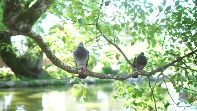 two dove living on the tree branch