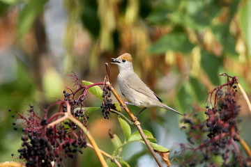 The Eurasian blackcap (Sylvia atricapilla) female with a berry in beak