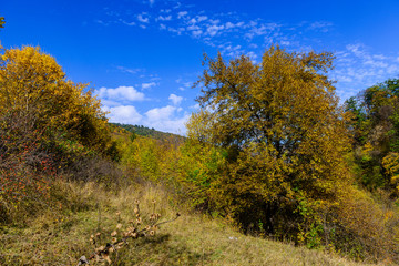 Beautiful mountain forest in autumn colors, Armenia