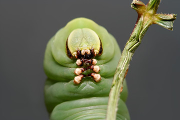 Caterpillars butterfly known as the privet hawk moth, Sphinx ligustri close up portrait