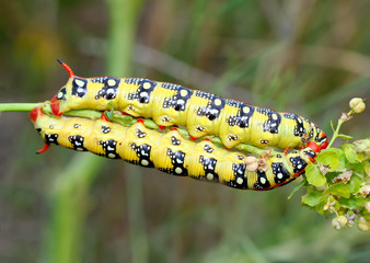 Two caterpillars of Hyles euphorbiae (spurge hawk-moth) close up