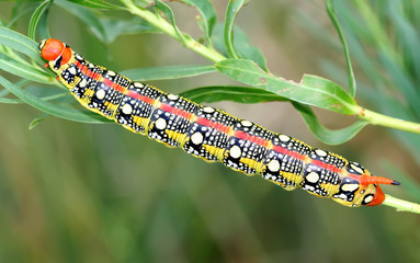 A caterpillar of Hyles euphorbiae (spurge hawk-moth) close up portrait