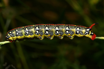 A caterpillar of Hyles euphorbiae (spurge hawk-moth) close up