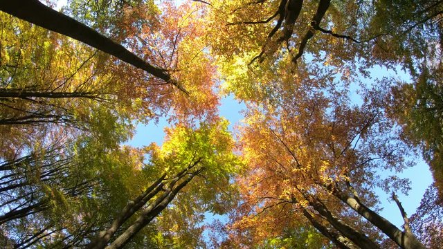 Buchenwald, Herbstwald, Herbstblätter, Herbstfärbung, Herbst, bunte Blätter, indian summer, Spessart, 4K