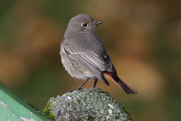 beautiful look of a redstart
