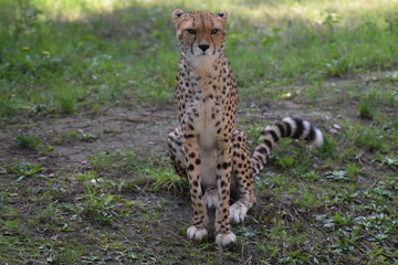Sitting cheetah 