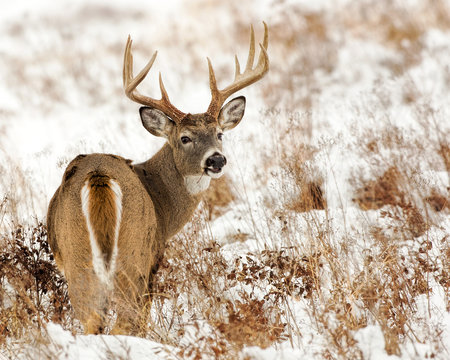 Whitetail Buck In Snow-Rear View