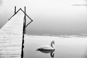 Le cygne du lac 
