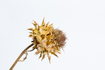 flor de cardo seco
