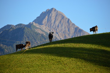 Der Gipfel des Höfats in den Oberstdorfer Alpen mit Kühen auf der Weide