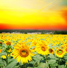 Obraz premium Field of colorful fresh growing sunflowers at suset with otange sky