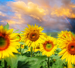 Fototapeta premium Field of fresh sunflowers at sunset with rainbow