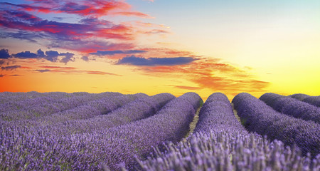 Fototapeta premium Lavender flowers field with summer orange and pink sunrise sky, Provence, France