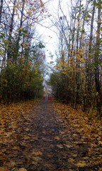 Obraz premium October in Moscow region