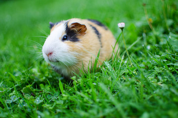 guinea pig walks in the fresh air and eating