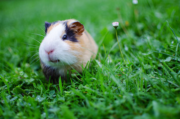 guinea pig walks in the fresh air and eating