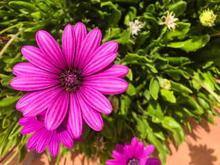 Overhead capture of vibrant pink purple flower in bloom